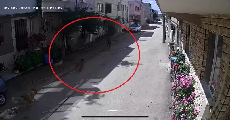 Bursa'da sokak köpeklerinin saldırdığı 3 çocuktan 2'si yaralandı: Olay anı kamerada-4