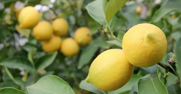 Limon ithalatına yeni vergi düzenlemesi: Fahiş artışa izin yok