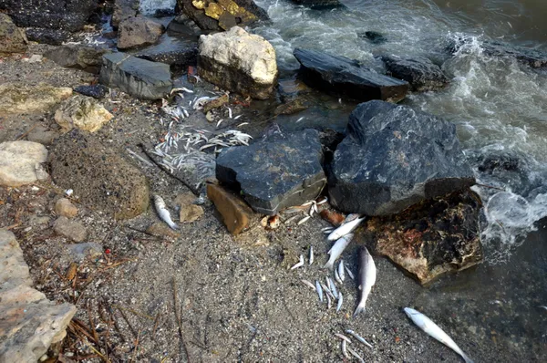 kanal-istanbulu-yaptirmam-diyen-ekrem-imamoglu-kucukcekmece-golune-bakmiyor-binlerce-olu-balik-sahile-vurdu-1625296746410.jpg Kanal İstanbul'u 'yaptırmam' diyen Ekrem İmamoğlu Küçükçekmece Gölü'ne bakmıyor! Binlerce ölü balık sahile vurdu-10