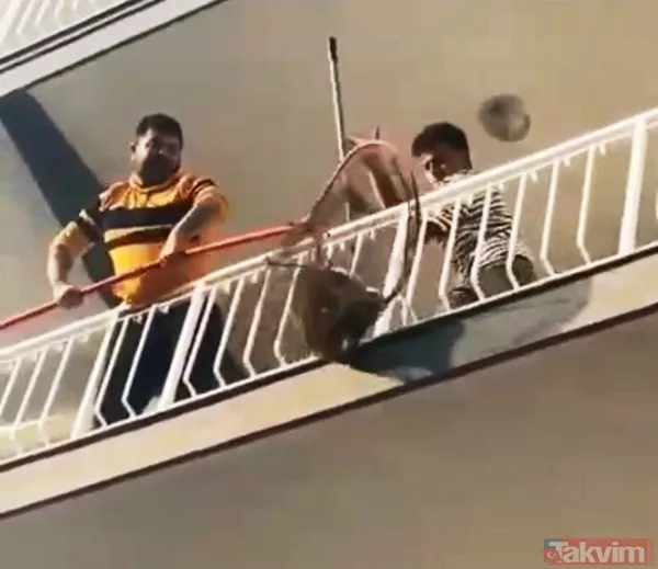 Aydın'da evden kaçan maymun apartmanı birbirine kattı - 8