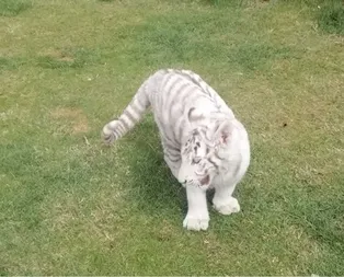Beyaz kaplan ile Rhesus cinsi maymun ele geçirildi