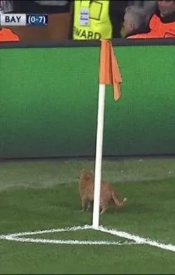 Sahaya kedi girdi, Beşiktaş golü buldu!