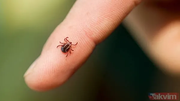 Örümceklerden korkuyor musunuz? Bilim insanları açıkladı: “Böcekler olmasaydı ekosistemin dengesi çökerdi” - 7