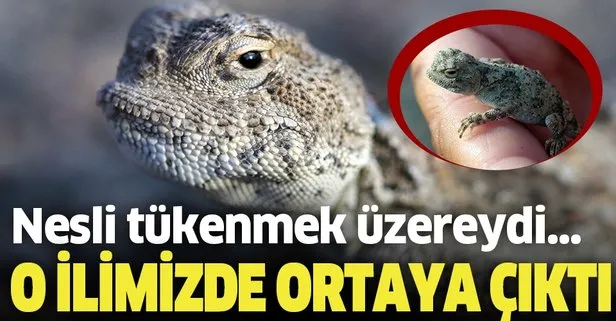 Nesli tükenmek üzereydi! O ilimizde görüntülendi... Ağrı Dağı’nın minik sürüngeni: Topbaş keleri