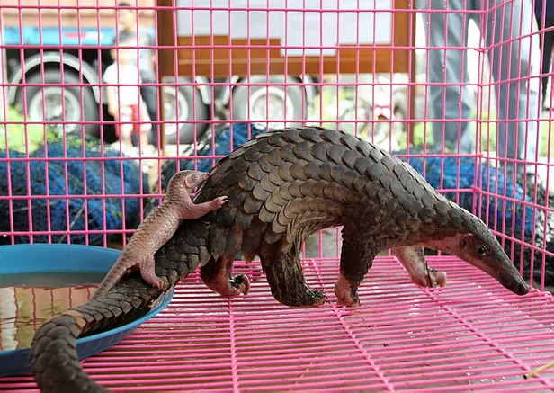 Son dakika: Bilim insanları ilk kez açıkladı! Koronavirüsle ilgili bildiğiniz her şeyi unutun! Corona virüs nerede ortaya çıktı?-7