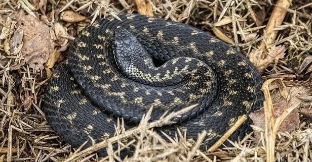 En zehirli yılan türü o ilimizde ortaya çıktı! Türkiye’nin tek kobra türü