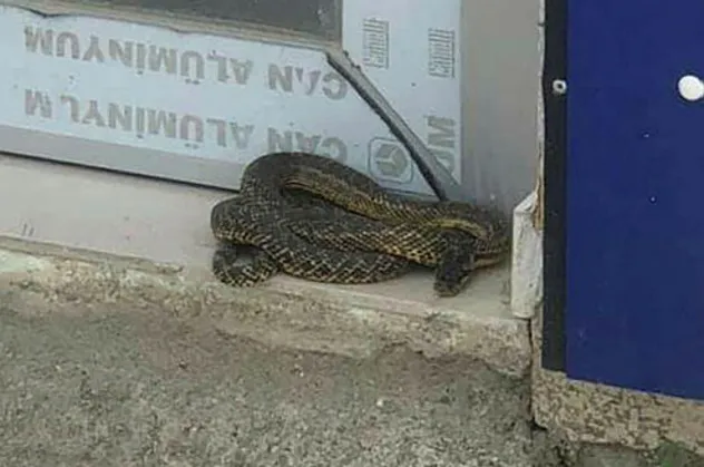 Dükkanının kapısında görünce şoka girdi! Şehrin en işlek caddesini yılanlar bastı