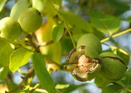 Ceviz ağacının altına sakın oturmayın! Bilim insanları kanıtladı: Bildiğiniz gibi değilmiş!