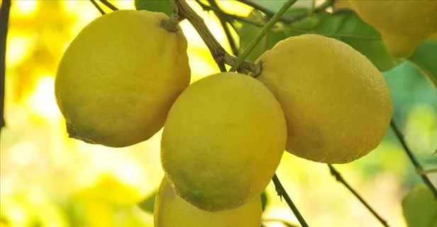 C vitamini deposu limon ile hastalıklara son!
