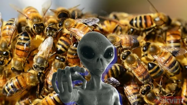 Zaman tüneli açıldı! Uzaylılarla iletişimin anahtarı bal arıları - 1