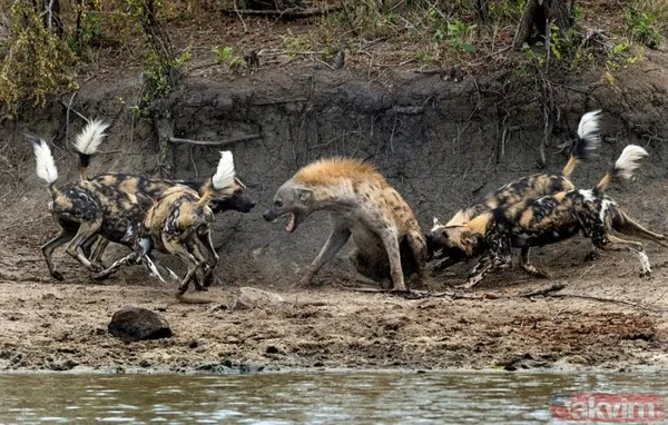 Aslan ve kaplanın (kavgası) karşılaşması hayrete düşürdü! - 20