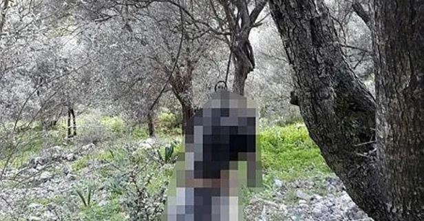 Kan donduran olay! Muğla’da bir köpek ağaca iple asılı halde bulundu