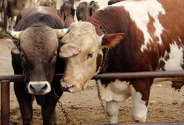 ab-mahkemesi-helal-ve-koser-kesim-icin-uygulanan-yasaga-destek-cikti-1608213815824.jpg AB mahkemesi helal ve koşer kesim için uygulanan yasağa destek çıktı-4