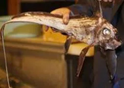 Bu yaratık Marmara’dan çıktı!