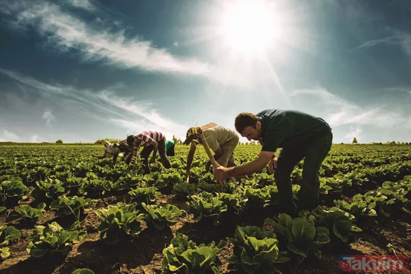 "Tarım öldü" diyenleri ters köşe yapacak rakamlar! Bakanlık sağladığı desteklerle organik üretim ve tüketimi artırıyor - 9