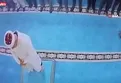 Camide kediye tekme atan şahıs yakalandı! Tepki yağan o görüntülere yargı müdahalesi