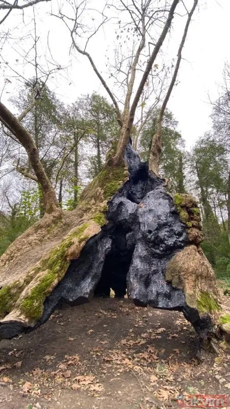 İstanbul’un en yaşlı ağacı! Sarıyer Bahçeköy’deki Doğu Çınarı tam bin 300 yaşında