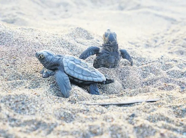 ABD Kovid-19'a yenildi! Türkiye'de valizini alan uçağa binip tatile çıktı-5