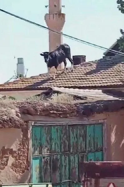 konyada-ilginc-goruntuler-kacan-boga-catiya-cikti-o-anlar-kameralarda-1718490438625.jpeg Konya'da ilginç görüntüler: Sahibinden kaçan kurbanlık boğa çatıya çıktı | O anlar kameralarda-6