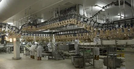 58 ülke Türk tavuğu tüketiyor