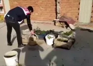 63 yaşındaki uyuşturucu taciri evini kenevir bahçesine çevirdi