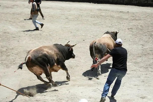 rizede-panik-anlari-boga-guresinde-2-boga-seyircilerin-arasina-daldi-1654504784260.jpeg Rize'de panik anları: Boğa güreşinde 2 boğa seyircilerin arasına daldı-2