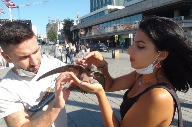 Taksim'de ebabil kuşu bulundu