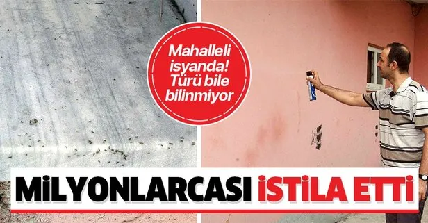 Tekirdağ’da bir mahalleyi böcekler istila etti