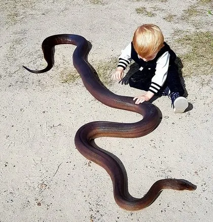 Bu aile yılanları elleriyle avlıyor