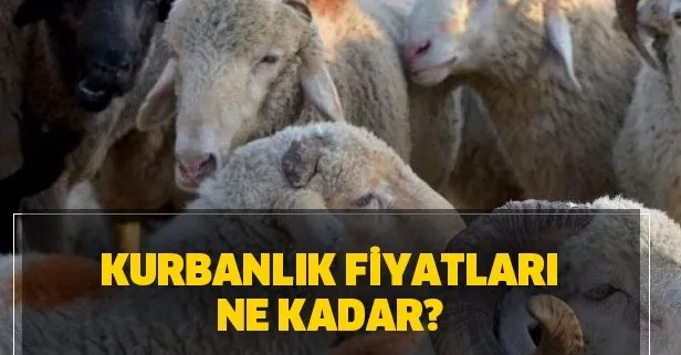 Kurbanlık fiyatları ne kadar? 2020 İstanbul, Ankara, İzmir kurbanlık fiyatları!