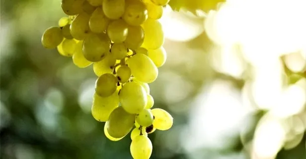 Üreticiler dikkat! Son tarih 21 Şubat!