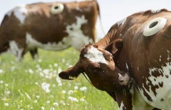 Birkaç litre fazla süt için ineklere yaptıklarına bak-11