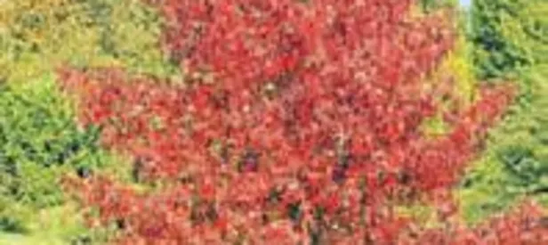 Kuru cilde sığla yağı