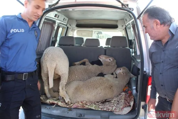 Antalya’da koyun çalan hırsızların savunması ’pes’ dedirtti