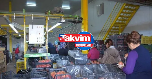 4.250 ve 5.000 TL maaşla en az ilkokul mezunu paketleme işçisi alınacak! İŞKUR’dan müjde! İşte İŞKUR paketleme işçisi ilanları-4