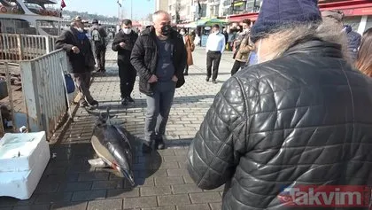SON DAKİKA: İstanbul Boğazı’nda bir günde 3 yunus ölümü! Nedeni belli oldu! Balık ağları