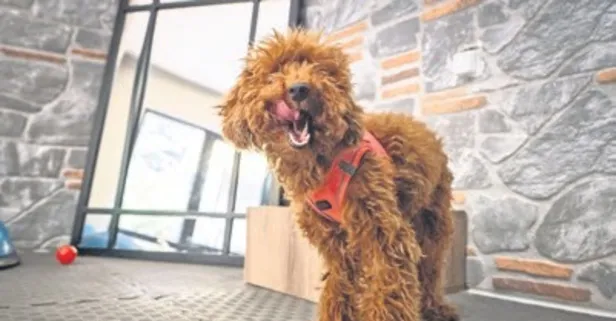 Yeni hayatına alışamadı: Petshoptan sahiplenilen Muffin rehabilitasyona alındı