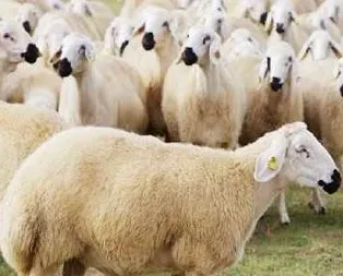 2020 yılı için genç çiftçilere 300 koyun hibesi var mı?