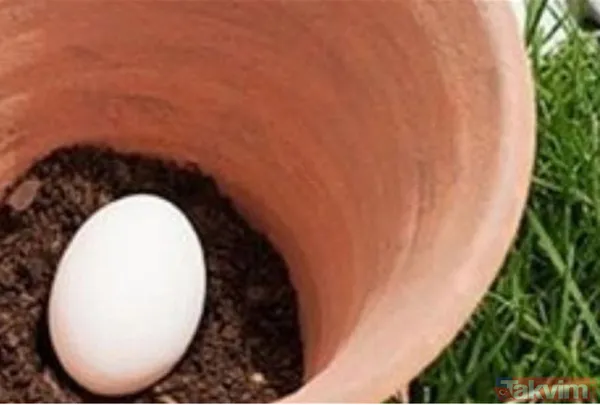 Saksılarınızın dibine yumurta koyarak bir mucizeye sebep olabilirsiniz, nasıl mı?