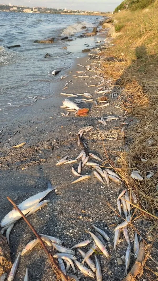 kanal-istanbulu-yaptirmam-diyen-ekrem-imamoglu-kucukcekmece-golune-bakmiyor-binlerce-olu-balik-sahile-vurdu-1625303657480.jpg Kanal İstanbul'u 'yaptırmam' diyen Ekrem İmamoğlu Küçükçekmece Gölü'ne bakmıyor! Binlerce ölü balık sahile vurdu-9