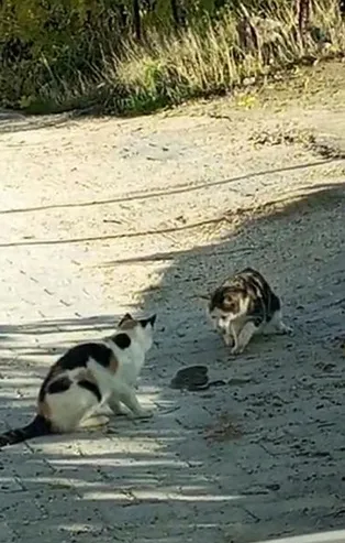 Kediler yılanla dans etti! En sonunda yem yaptılar