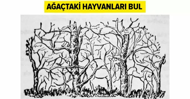 Gizlenmiş 8 hayvanı 30 dakika içinde bulabilir misin? Ağaçtaki hayvanları bulma yarışması