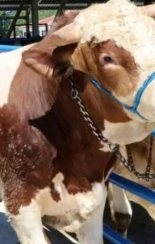 Gaziantep'te kurbanlık fiyatları belli oldu