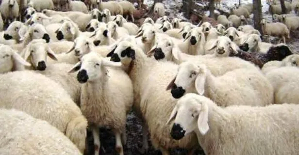 2019 Kurbanlik Fiyatlari Belli Oldu Kurban Fiyatlari Ne Kadar Takvim