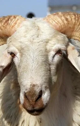 Kurban Bayramı ne zaman 2020? Hangi güne denk geliyor?