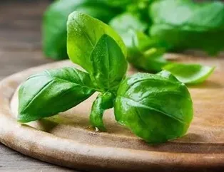 Stressavar fesleğen