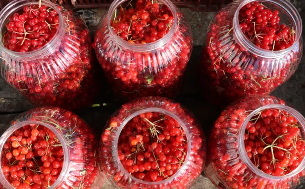 Gilaburu meyvesinin faydaları kanıtlandı (Gilaburu nedir? Gilaburu bitkisi neye yarar?)-5