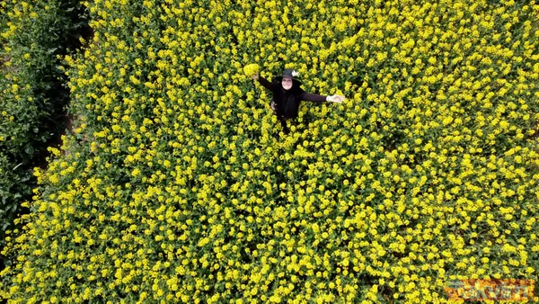 Trakya'da kanola yerini tekrar ayçiçeğe bıraktı - 9