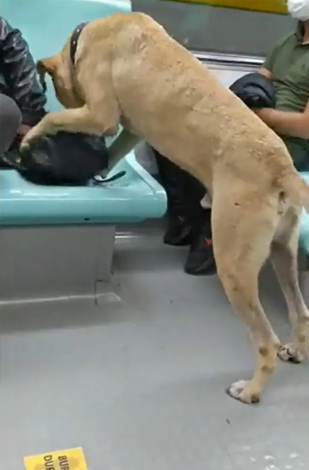 İstanbul'da "Boji" tartışması: Hayvanseverlerin hedefinde olan İmamoğlu'nun PR çalışması da tepkilerin odağında!-6