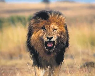 Hoşça kal aslanım